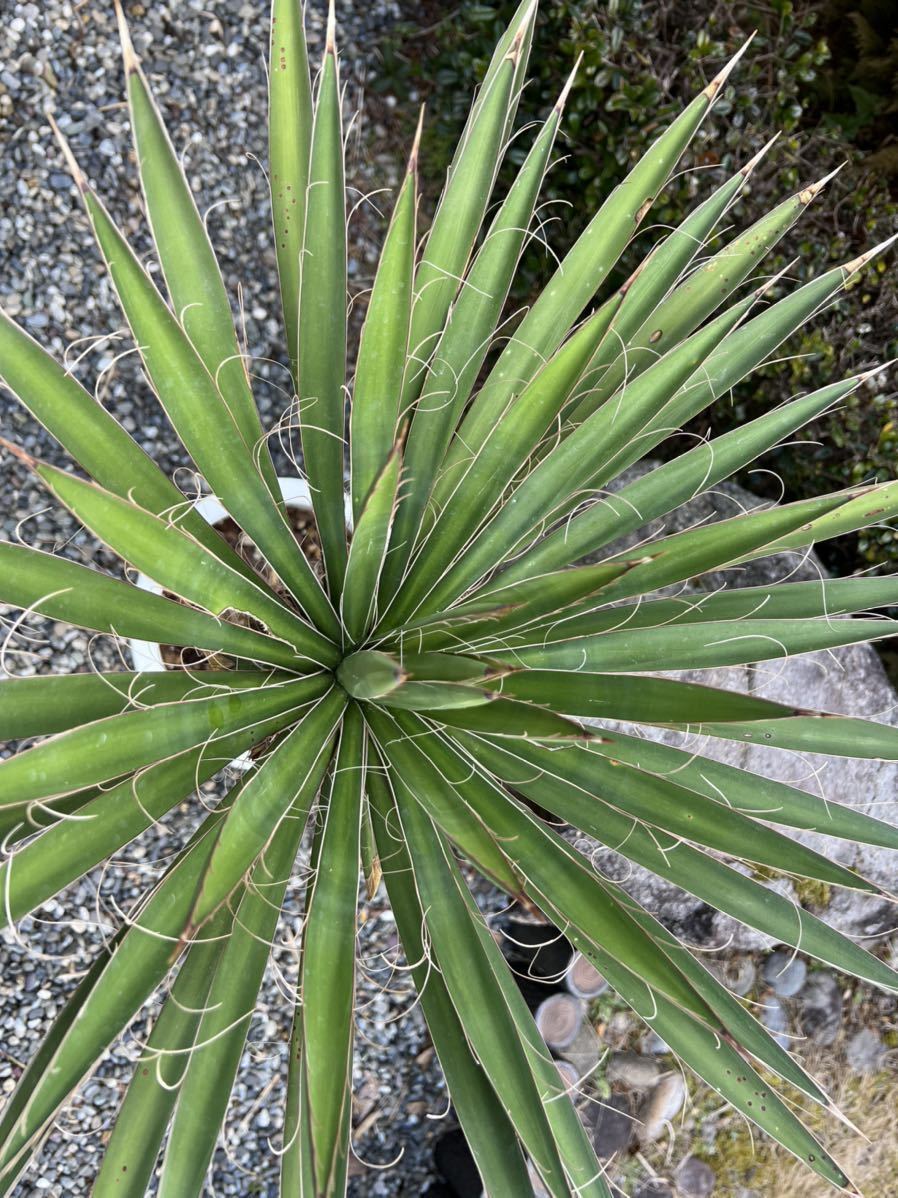 太株 1m8cm 新葉 レア 希少種 ユッカ フィリフェラ Yucca 太株 1m8cm 新葉 レア 希少種 ユッカ フィリフェラ Yucca