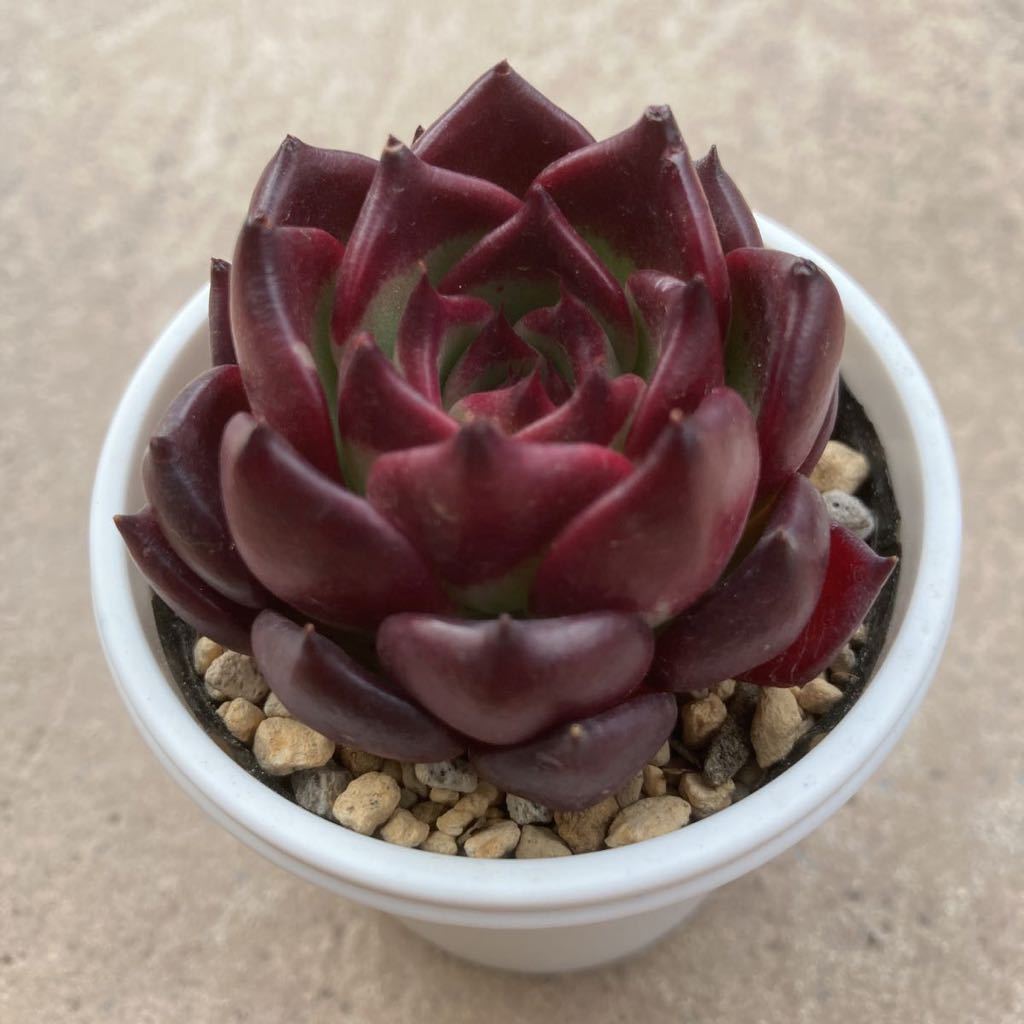 Yahoo!オークション - 多肉植物カット苗 ブラックナイト 韓国苗 Yahoo!オークション - 多肉植物カット苗 ブラックナイト 韓国苗
