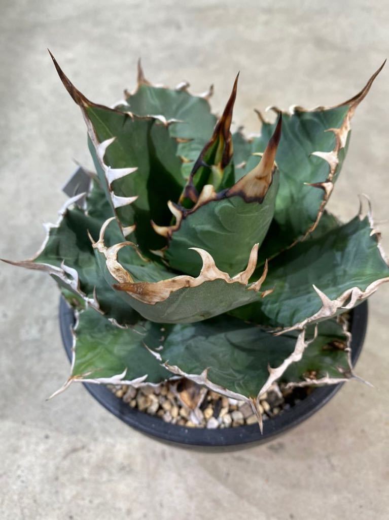 多肉植物 【特選】アガベ チタノタ厳竜南霸王強棘株C|アガベ 多肉植物 【特選】アガベ チタノタ厳竜南霸王強棘株C|アガベ