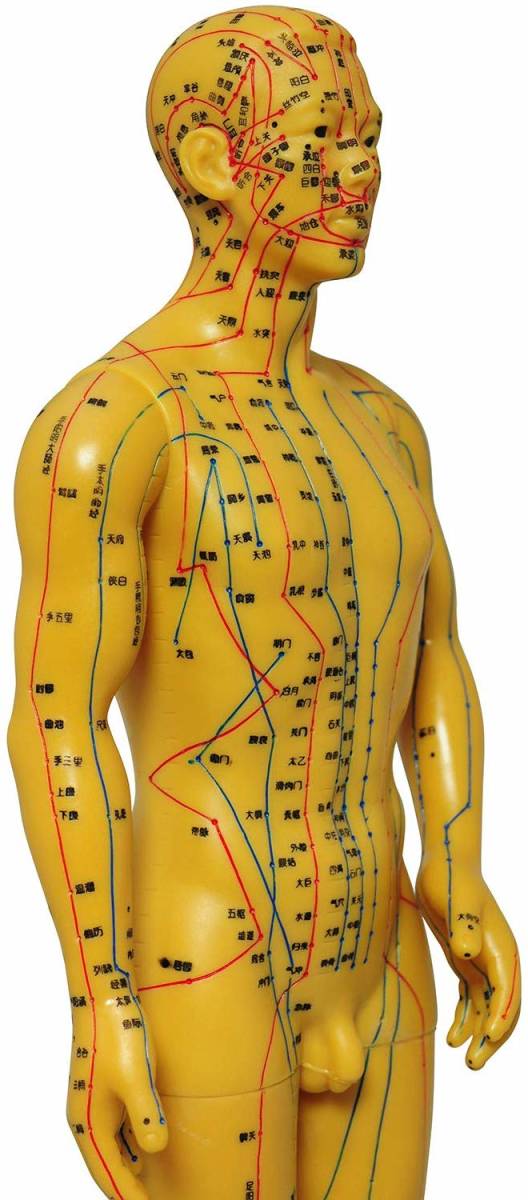 人体模型 ツボ 針灸 鍼灸経穴模型 経絡 モデル 整体 マッサージ 学習用 52.5cm 男性 ハード タイプ_画像6