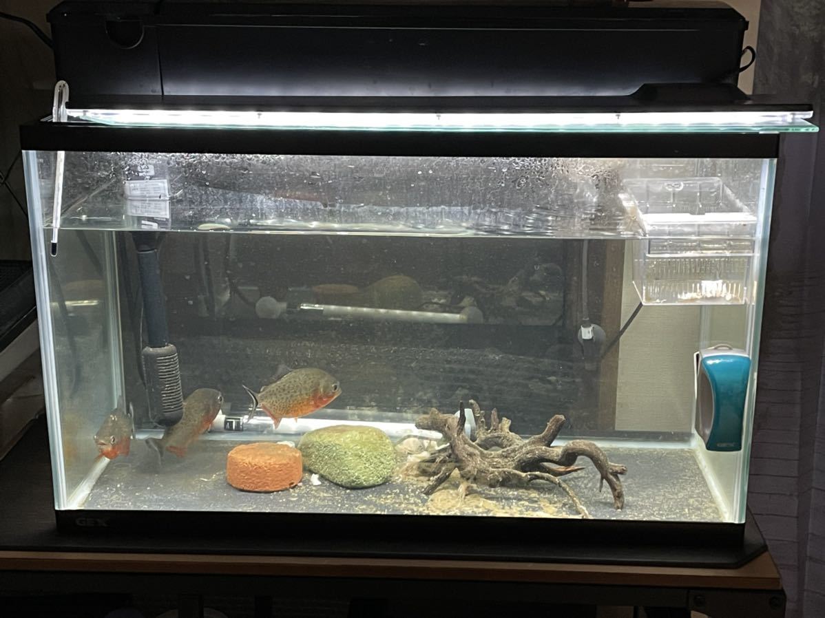 底面ブラック 60cm水槽 上部フィルター 水槽計 マグネット苔取り セット 熱帯魚 H2ochiro Com 底面ブラック 60cm水槽 上部フィルター 水槽計 マグネット苔取り セット 熱帯魚 H2ochiro Com