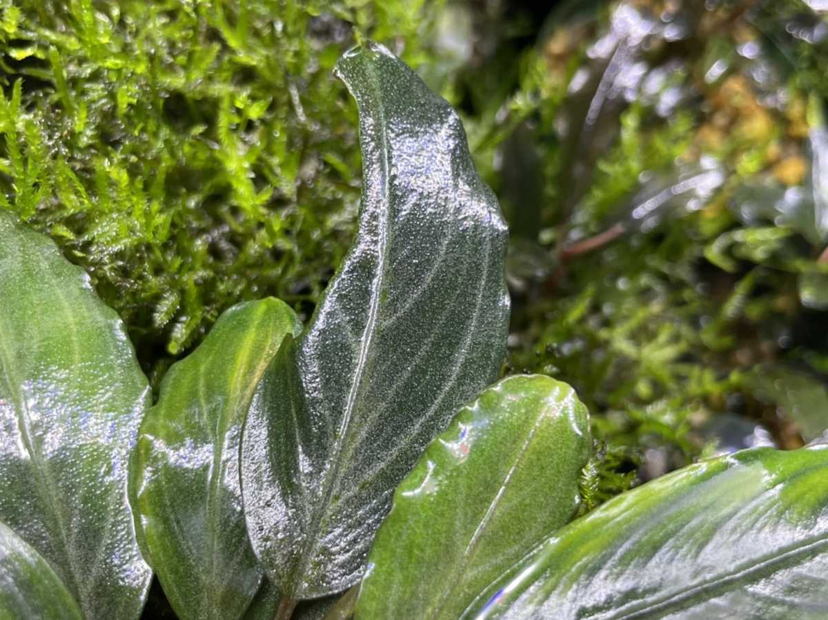 けい@様 確認用 Bucephalandra sp.Pearl gray Yahoo!オークション - Bucephalandra sp.Pearl gray【TB
