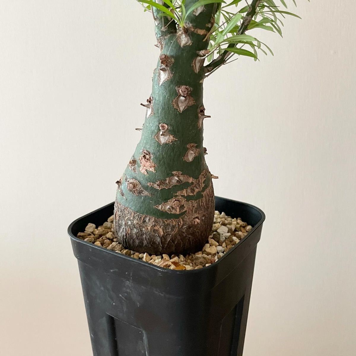 Fouquieria purpusii フォークイエリア プルプシー 多肉植物 Fouquieria purpusii フォークイエリア プルプシー 多肉植物