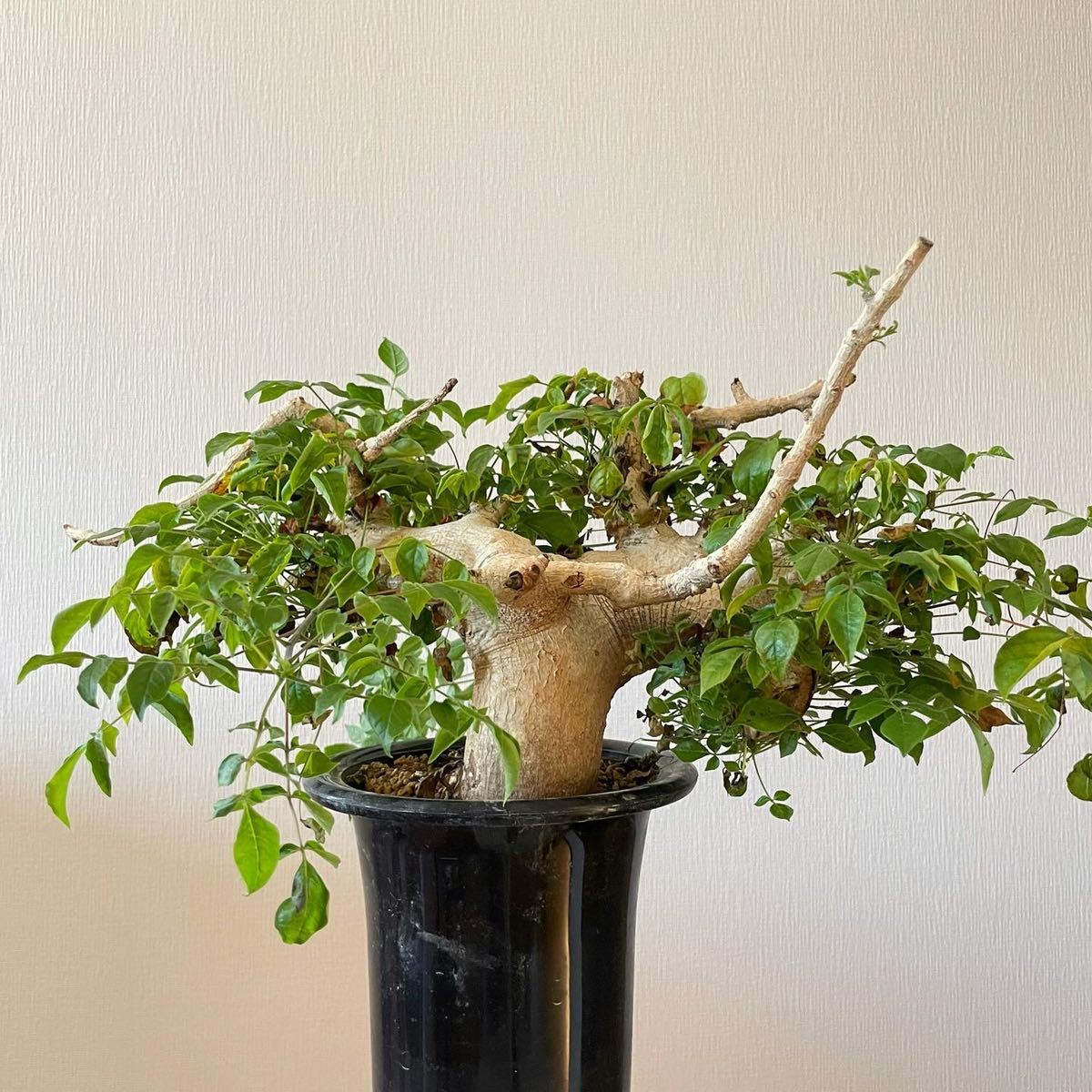 コミフォラ sp aff ドレイクブロックマニー 塊根植物 多肉植物 コミフォラ sp aff ドレイクブロックマニー 塊根植物 多肉植物