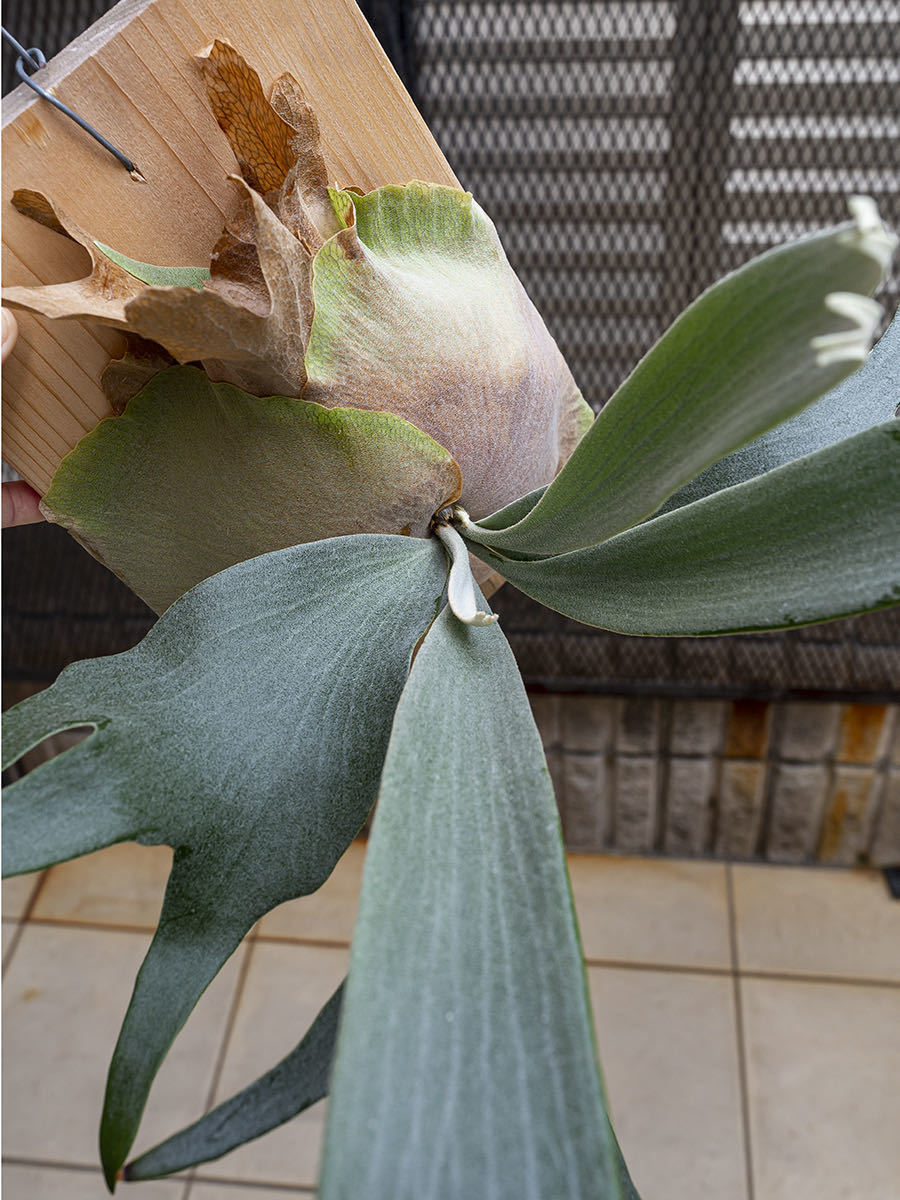 T▽ P. Whitehawk ホワイトホーク ビカクシダ Pratycerium T▽ P. Whitehawk ホワイトホーク ビカクシダ Pratycerium