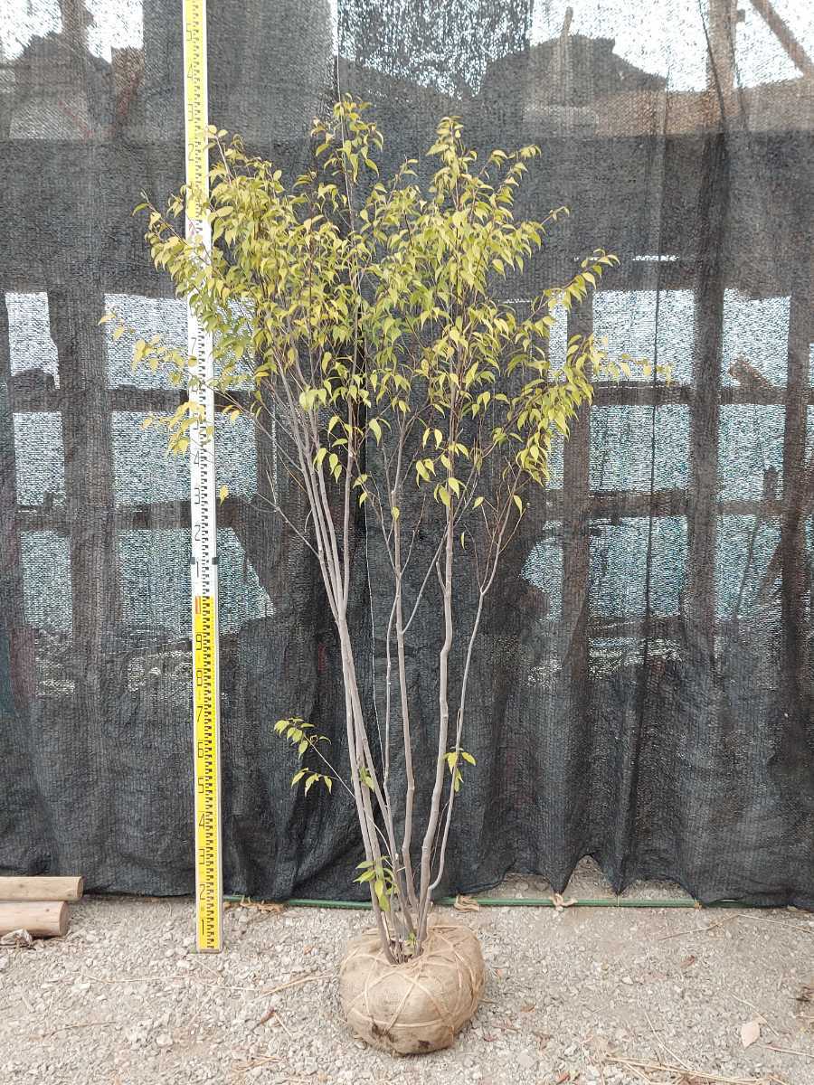 ☆ハイノキ株立ち 樹高200㎝☆ 山採り・移植物 No.107 www.gastech.com.tr