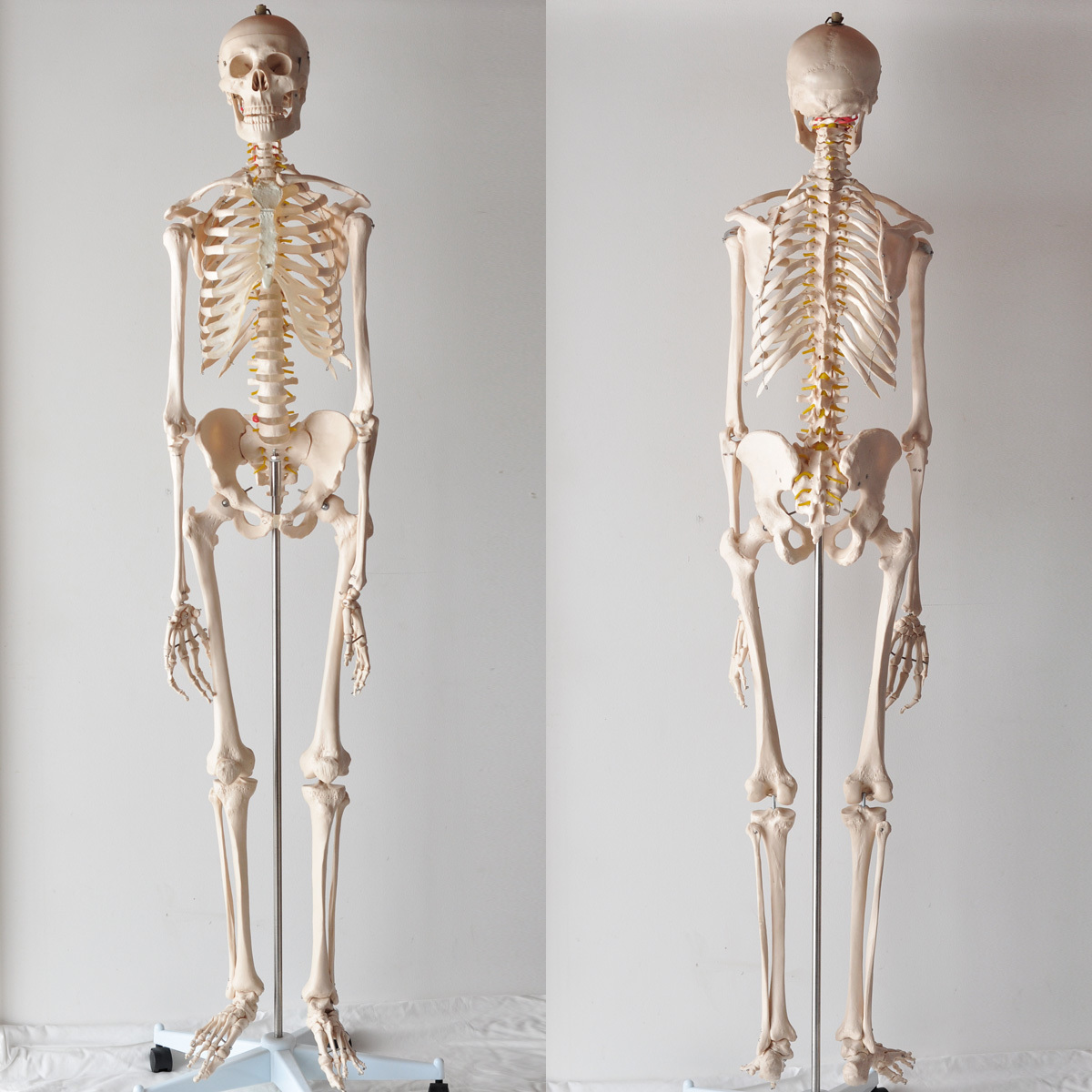 大切な人へのギフト探し スタンド付き 全長180cm位 1 1等身大 骨格模型 人体模型 美品 教育 接骨院 マネキン ディスプレイ 什器 その他