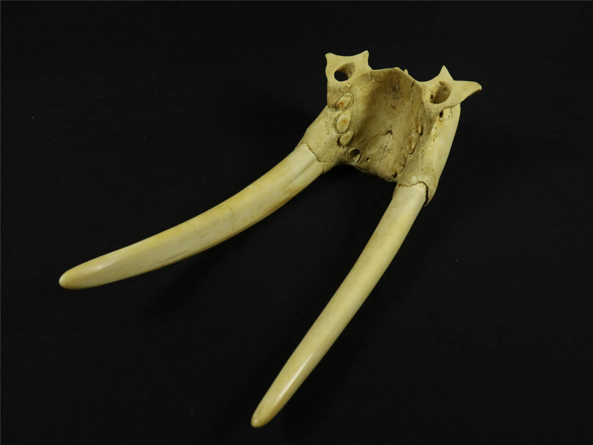 希少 セイウチ 牙 海象 2本 セイウチ頭骨 置物 壁飾り 標本 剥製