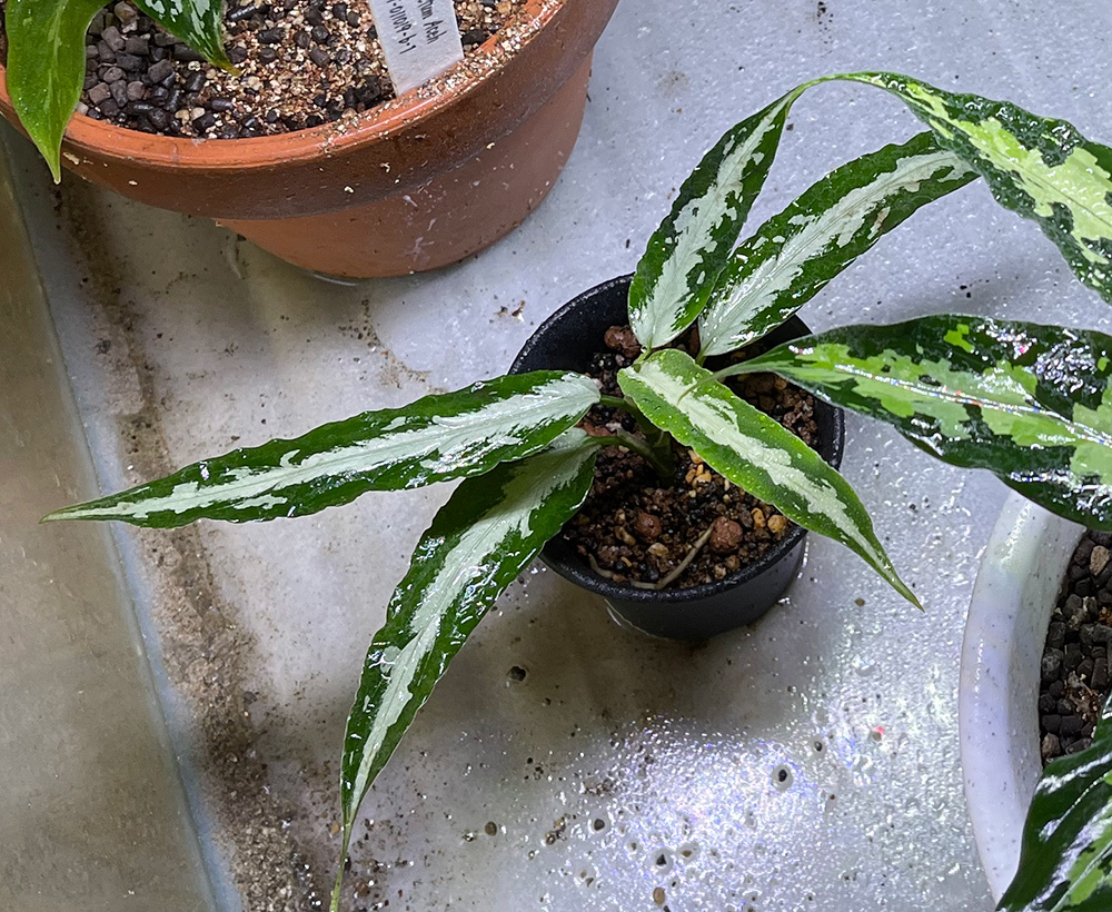 Yahoo!オークション - LA便ネームド株 Aglaonema アグラオネマ Yahoo!オークション - LA便ネームド株 Aglaonema アグラオネマ