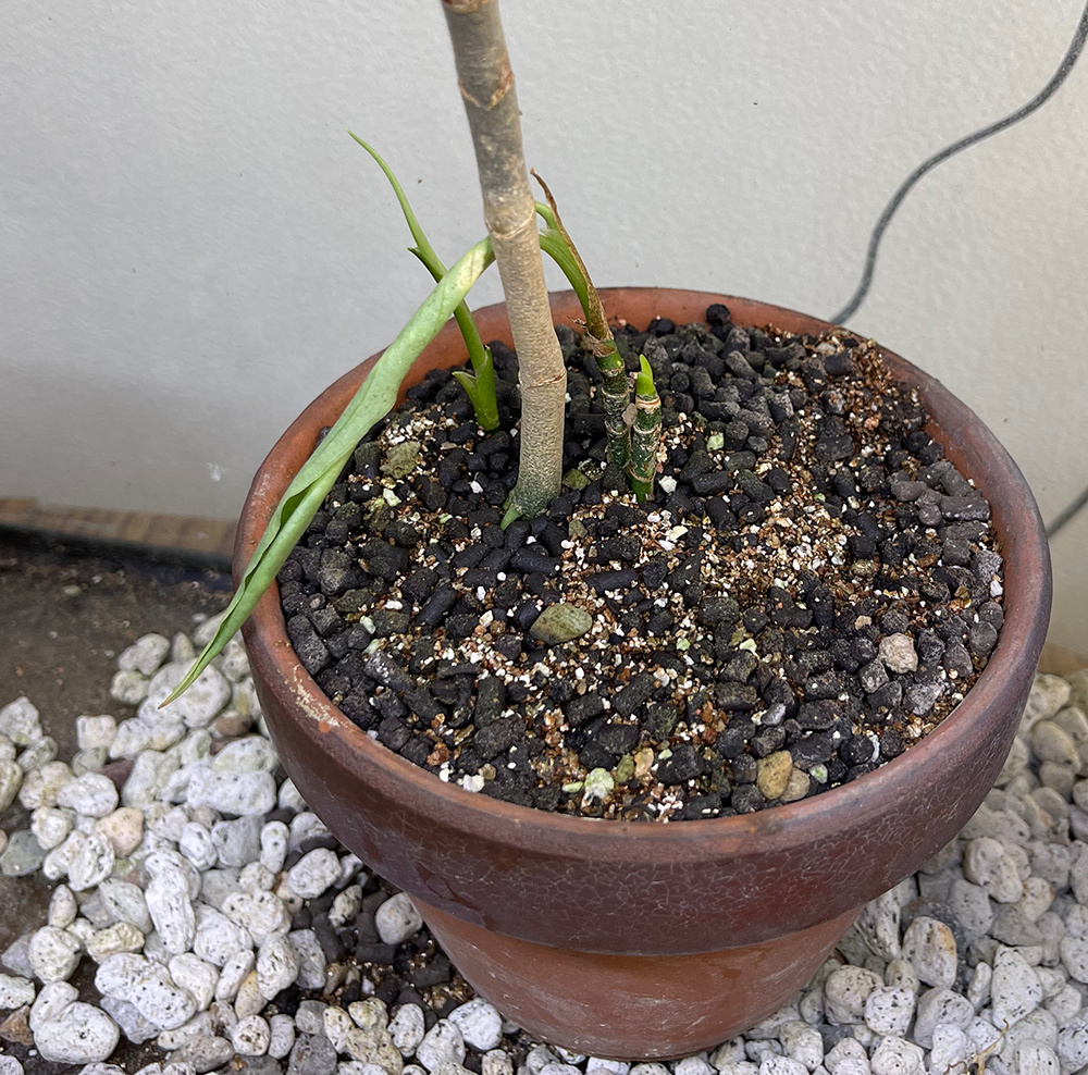 Yahoo!オークション - LA便ネームド株 Aglaonema アグラオネマ Yahoo!オークション - LA便ネームド株 Aglaonema アグラオネマ