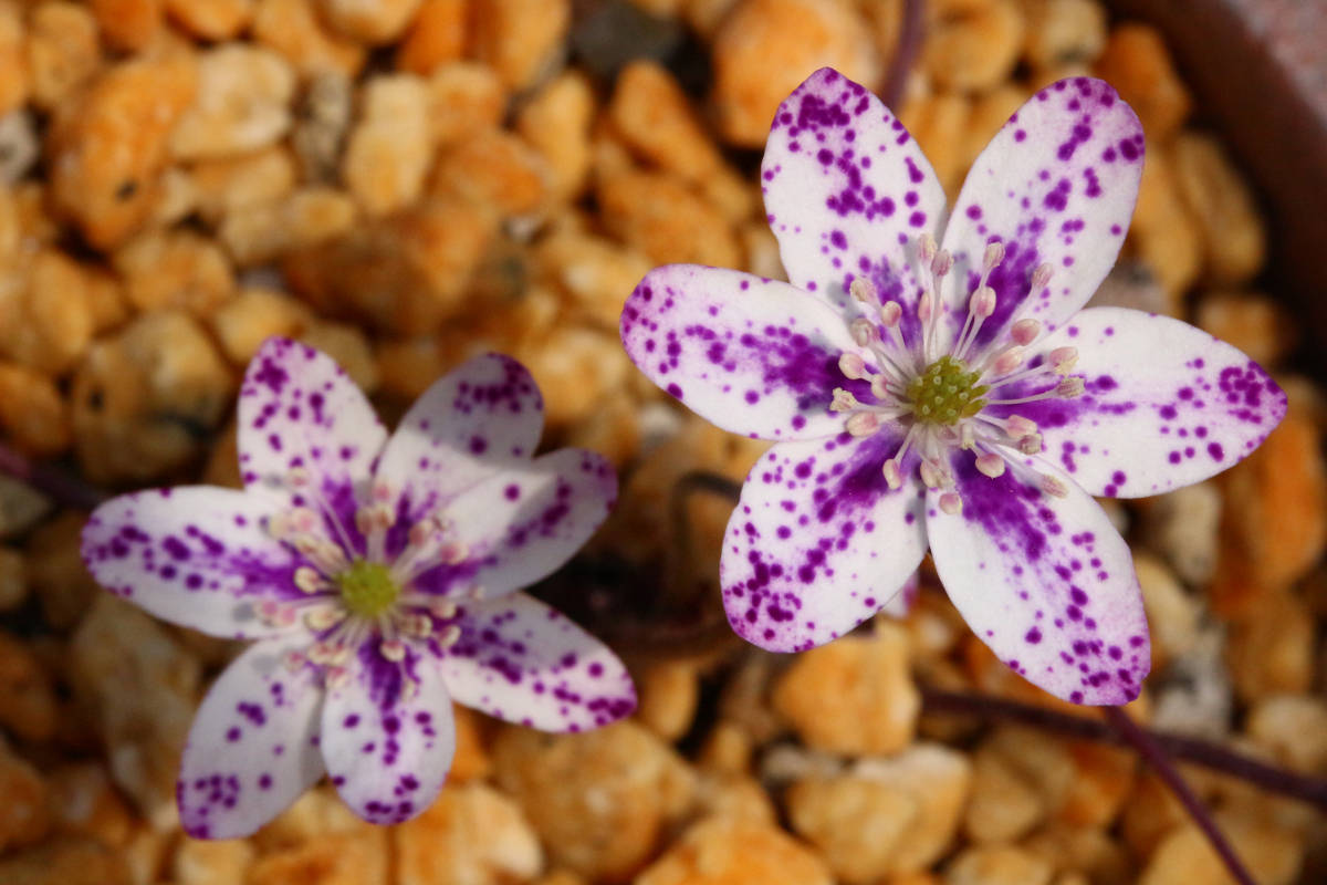 雪割草 交配種『開花中 星の砂系美麗種 赤紫点々花』初花 1芽 - 鉢植え