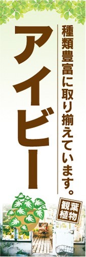 のぼり　ガーデン　観葉植物　アイビー　種類豊富に取り揃えています　のぼり旗_画像1