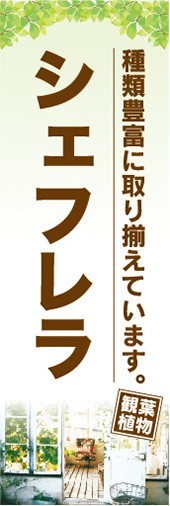 のぼり　ガーデン　観葉植物　シェフレラ　種類豊富に取り揃えています。　のぼり旗_画像1