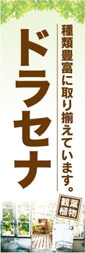 のぼり　ガーデン　観葉植物　ドラセナ　種類豊富に取り揃えています。　のぼり旗_画像1