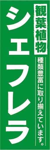 のぼり　ガーデン　観葉植物　シェフレラ　種類豊富に取り揃えています。　のぼり旗_画像1