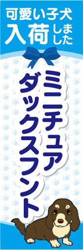 のぼり　のぼり旗　ミニチュアダックスフント 可愛い子犬入荷_画像1