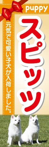 のぼり　のぼり旗　スピッツ 可愛い子犬が入荷 ドッグ_画像1