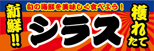 横断幕　横幕　水産物　海産物　新鮮！穫れたて　しらす　白子　シラス_画像1