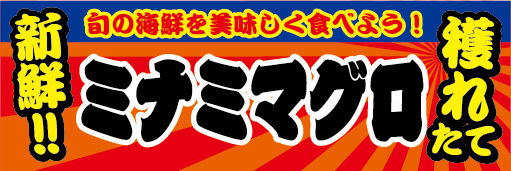 横断幕　横幕　水産物　海産物　鮪　マグロ　新鮮！　穫れたて　今が旬　ミナミマグロ_画像1