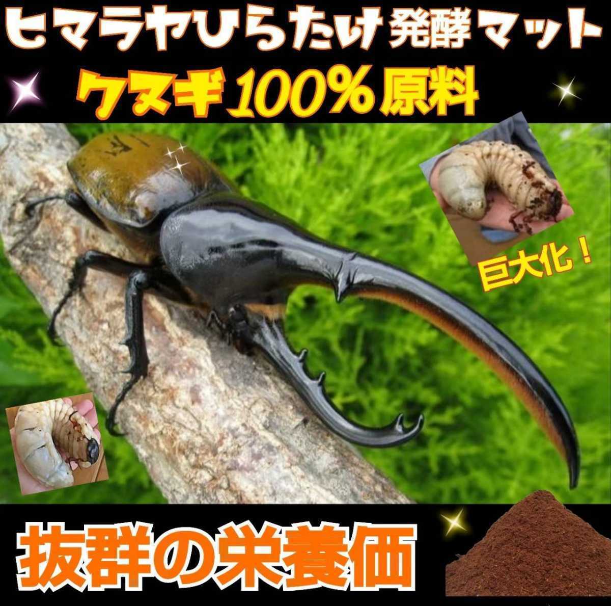 カブトムシ幼虫の餌にはコレです【改良版】ヒマラヤひらたけ発酵マット☆産卵マットにも☆栄養価抜群なのでビッグサイズ狙える☆5リットル_画像9