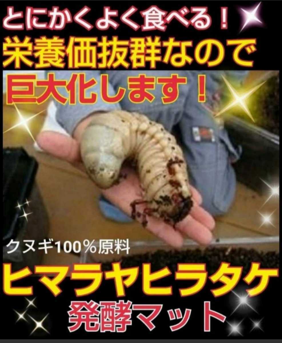 カブトムシ幼虫の餌にはコレです【改良版】ヒマラヤひらたけ発酵マット☆産卵マットにも☆栄養価抜群なのでビッグサイズ狙える☆5リットル_画像6