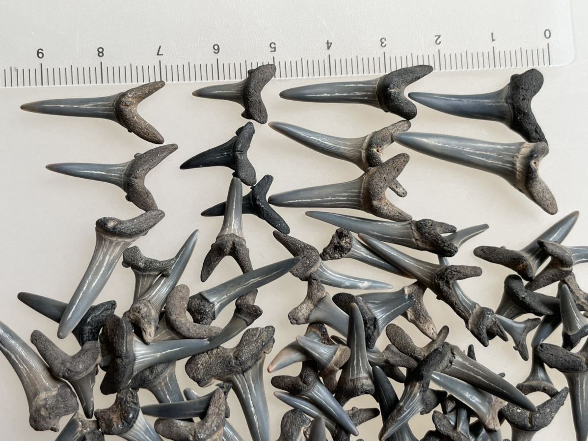 サメの歯 激安店舗 シロワニ 935 化石 80点セット 歯 サメ アメリカ産 鮫