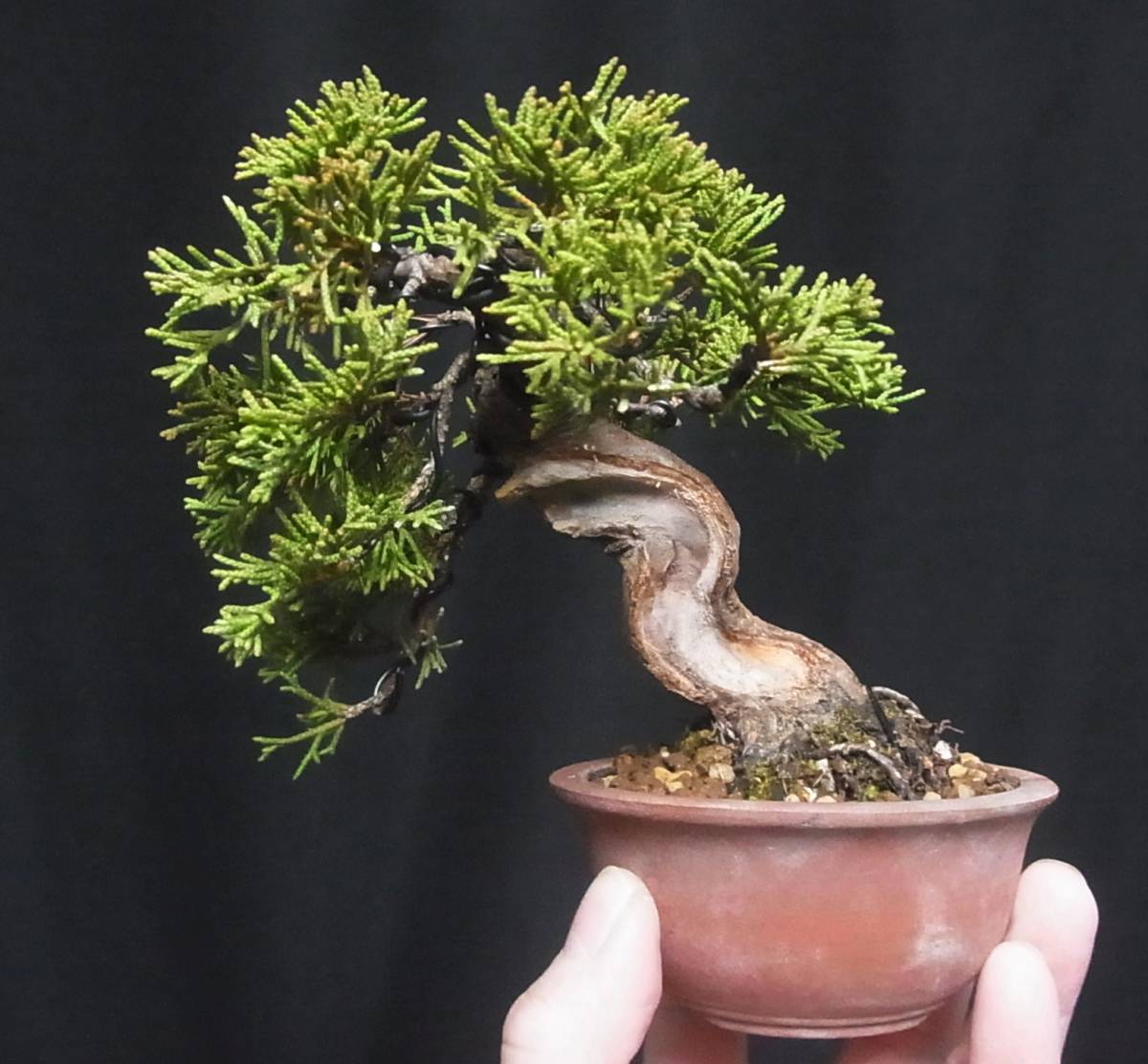 糸魚川真柏 小品盆栽 樹高11cm うねり半懸崖 板幹 シャリ芸 将来 糸魚川真柏 小品盆栽 樹高11cm うねり半懸崖 板幹 シャリ芸 将来