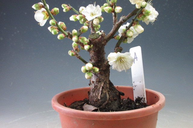 最高級のスーパー No.⑩冬至梅 白花 一重咲き 接木 サイズ大