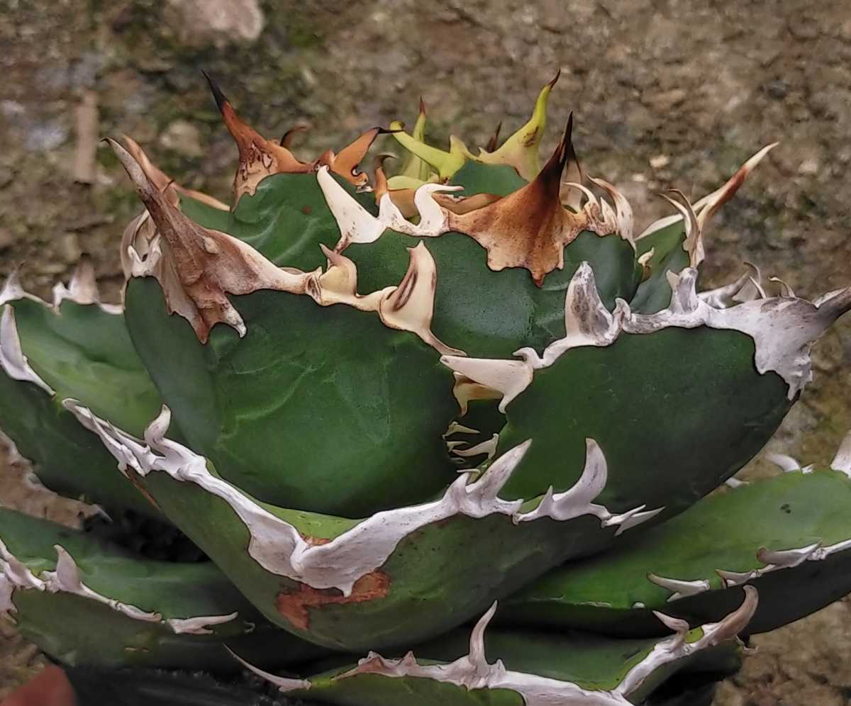 ランキング上位のプレゼント 雷鎚白鯨 キズあり 多肉植物 アガベ 発根済み ロウルサンコ サボテン Www Ceim Cl
