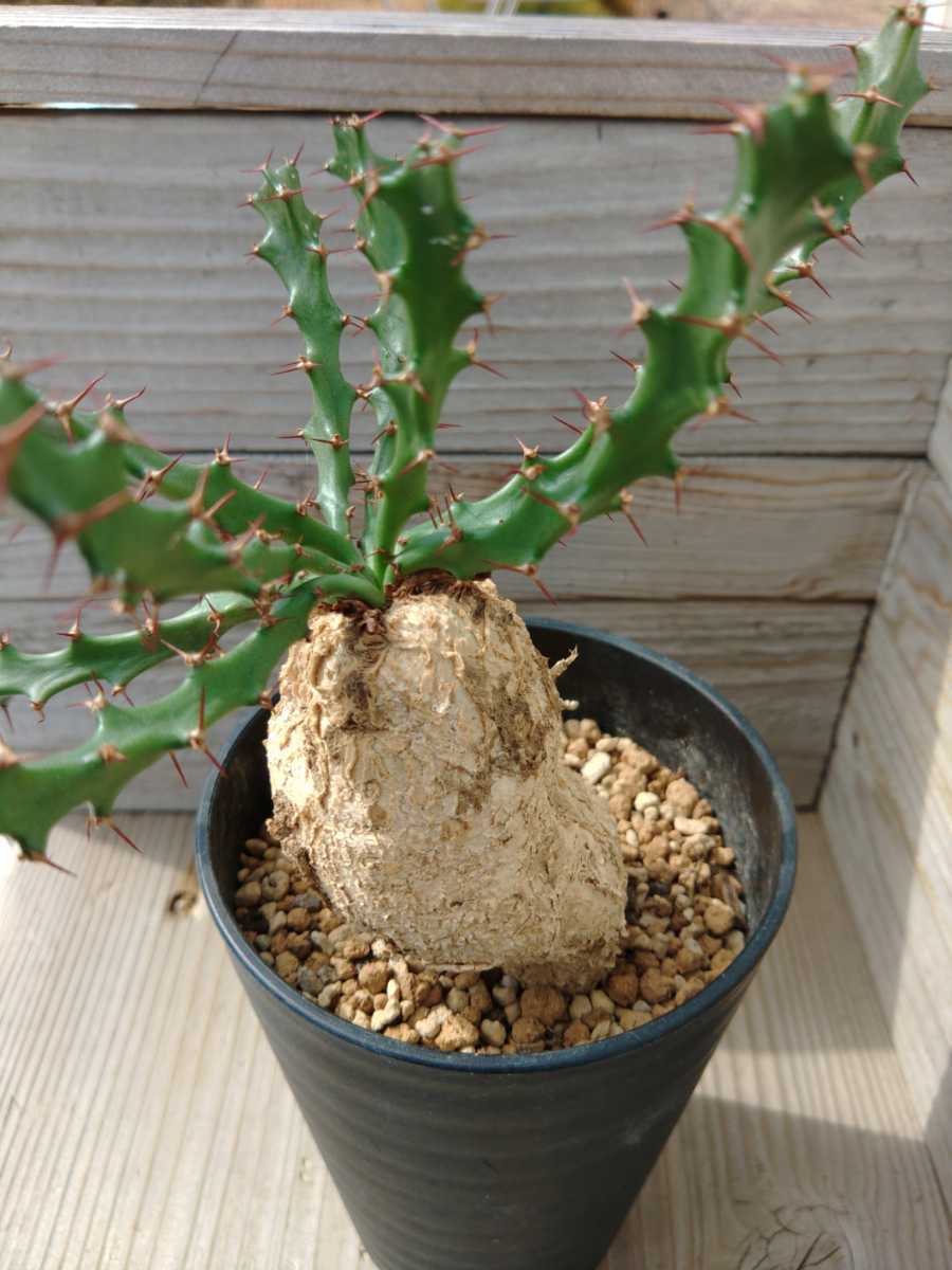 ユーフォルビア スクアローサ【現地株】鉢ごと発送 Euphorbia