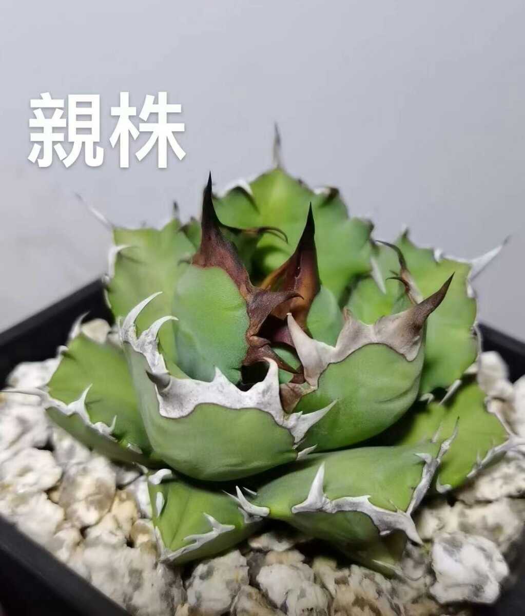 大特価放出 多肉植物 アガベチタノタ 狼人 極上子株01 radimmune.com