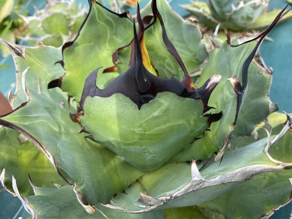 Agave titanota Hades 特選 PUP アガベ チタノタ | fidenet.net
