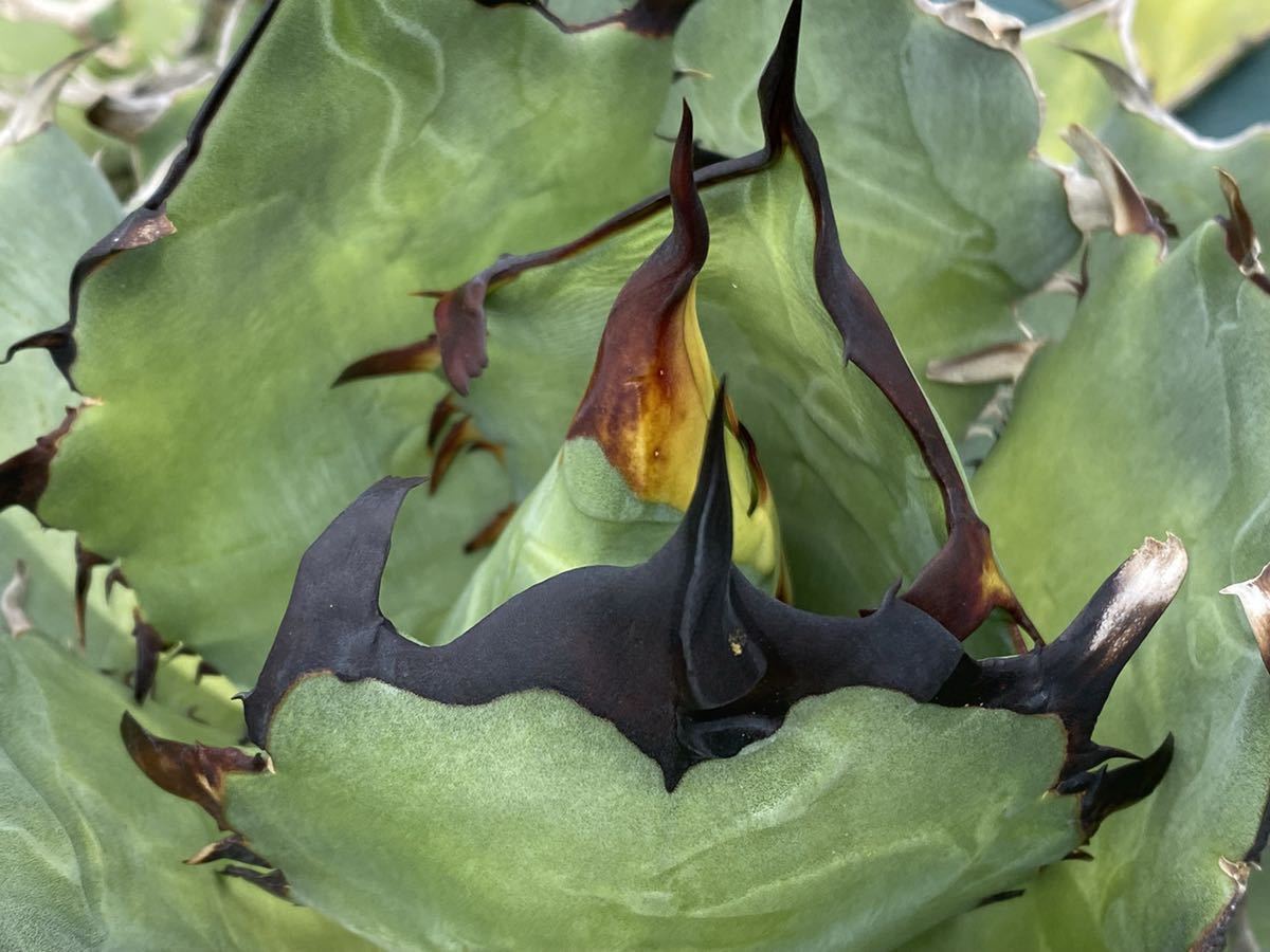 Agave titanota Hades 特選 PUP アガベ チタノタ | fidenet.net