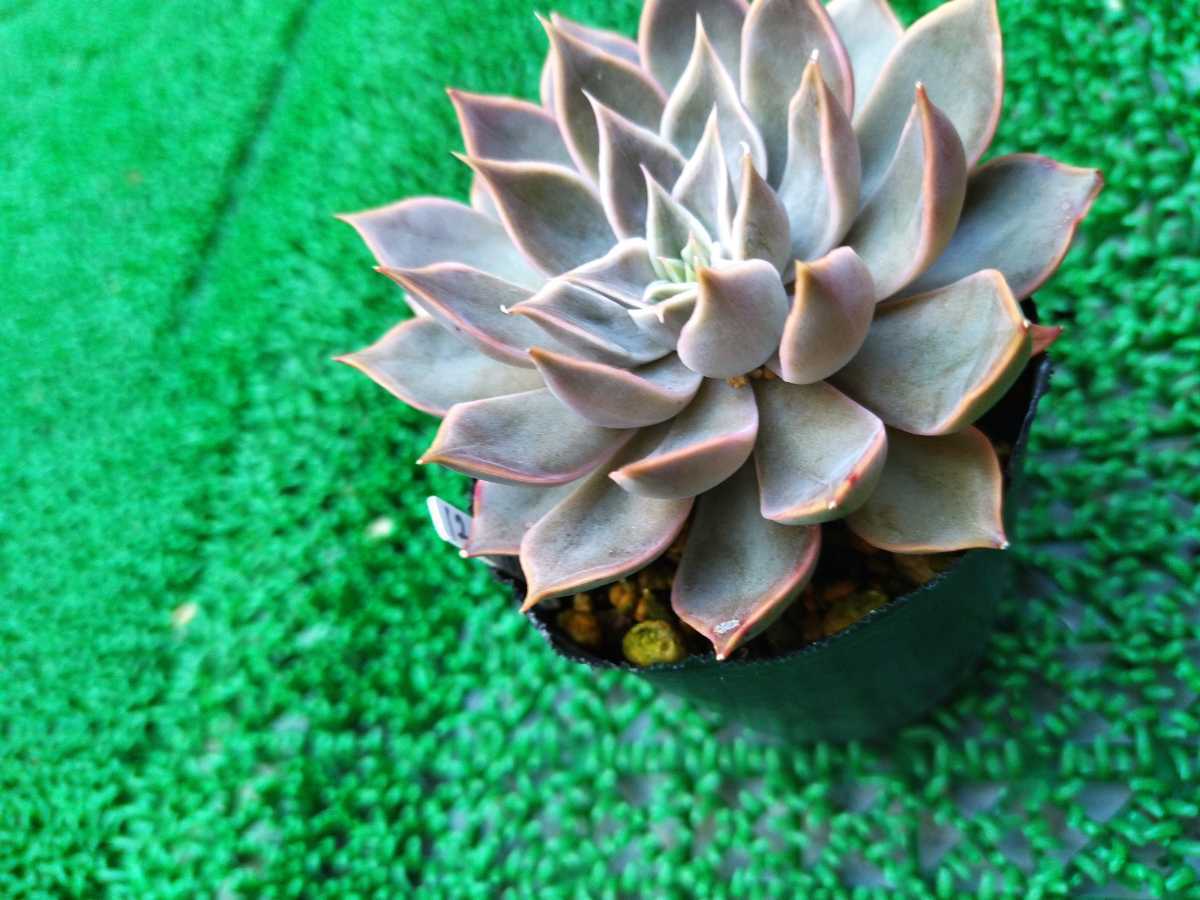 値引きする 根付き苗 バカス 多肉植物 エケベリア www.simishka.com