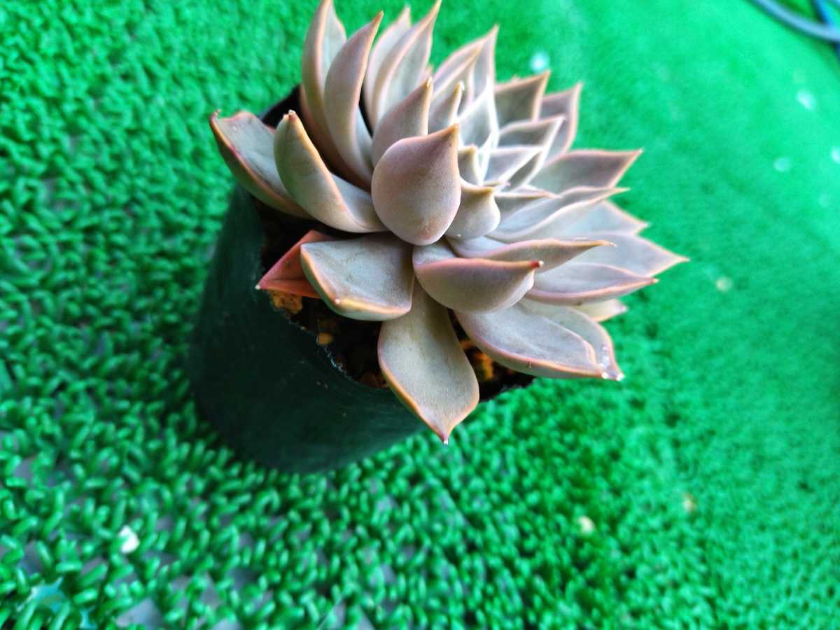 値引きする 根付き苗 バカス 多肉植物 エケベリア www.simishka.com