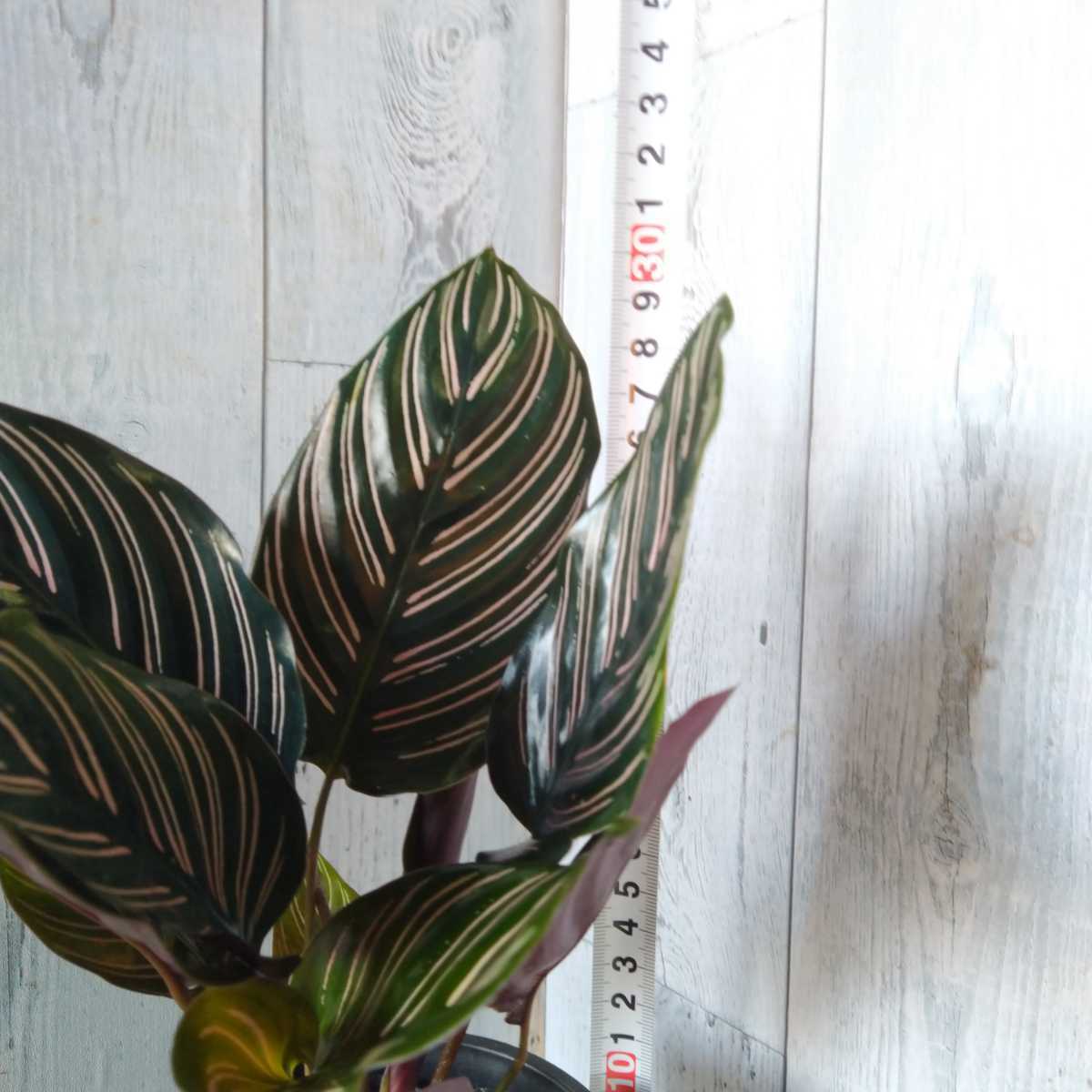 カラテア サンデリアーナ オルナータ ピンクのライン 4号サイズ 観葉植物 観葉植物