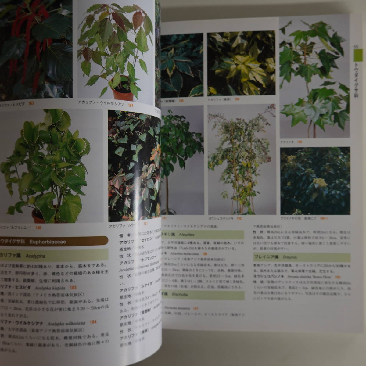 9774 decorative plant .. obi Hanaki illustrated reference book Japan India a green association . writing . new light company 2009 year 