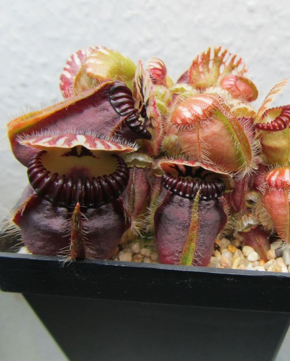 Cephalotus follicularis Big Mouth Original From Kai Becker CZP