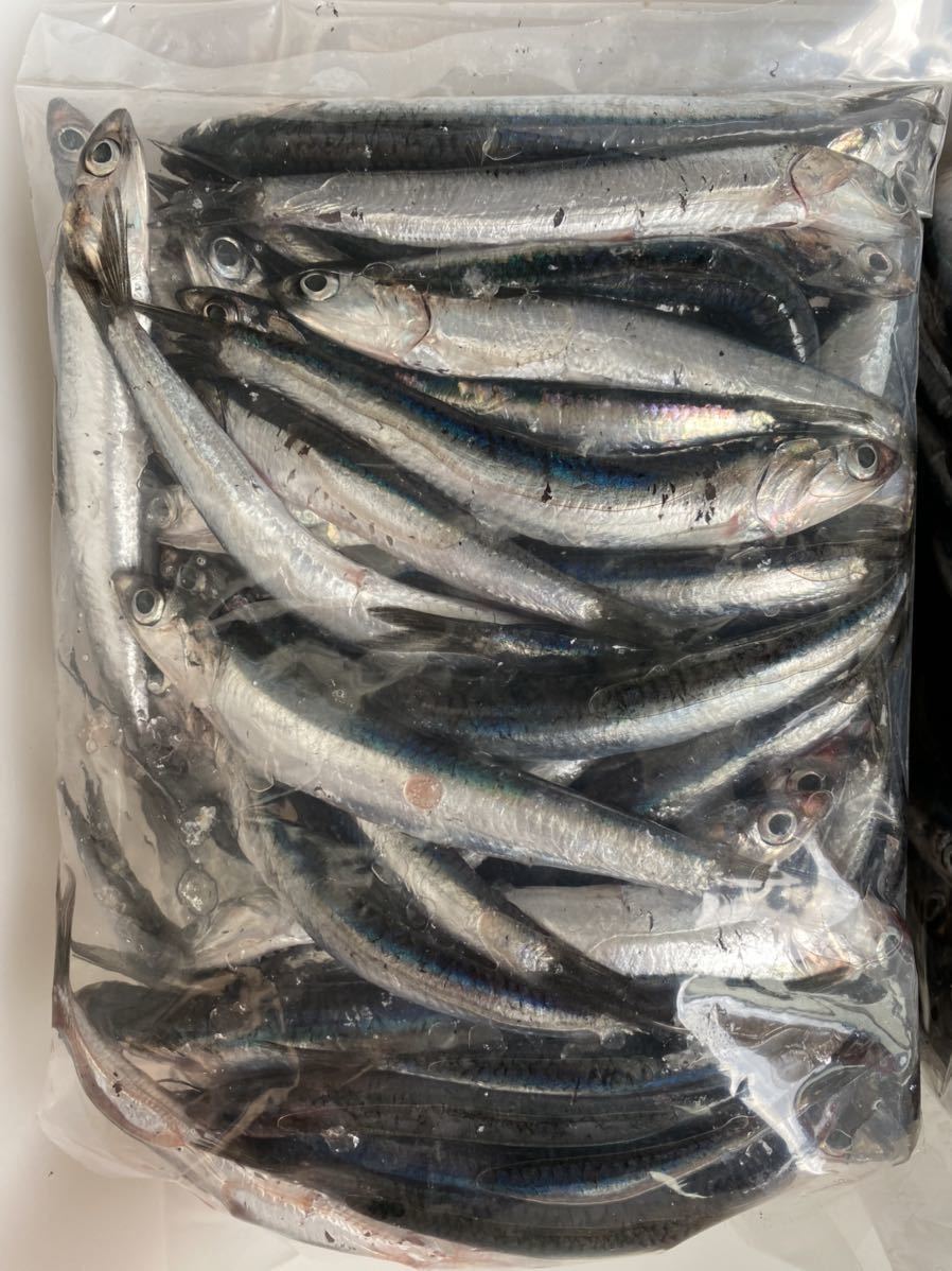 冷凍エサ カタクチイワシ シコイワシ 一括冷凍 釣り餌 釣りエサ 船釣り 根魚 青物 熱帯魚 大型魚 肉食魚