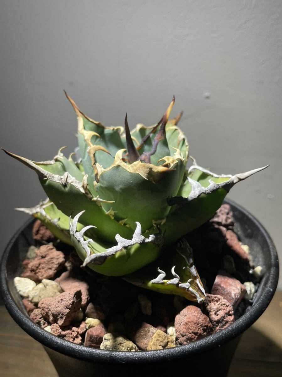 チタノタ 台湾 agave titanota CJPlants株 小島白鯨 liftfreight.com