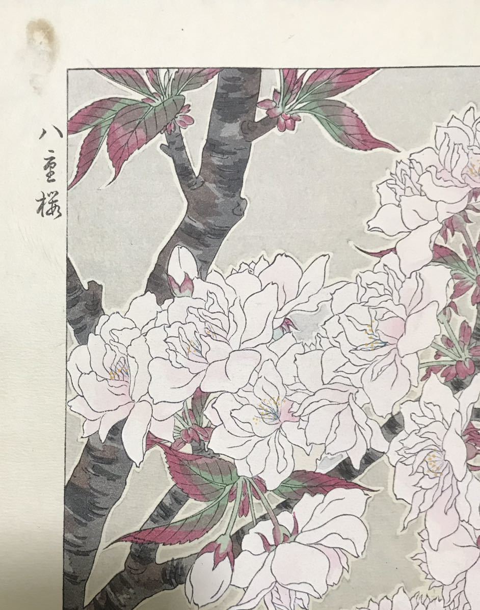 河原崎堂(清一)作「ハ重桜」浮世絵 木版画 1957年(昭和32年) 河原崎堂(清一)作「ハ重桜」浮世絵 木版画 1957年(昭和32年)