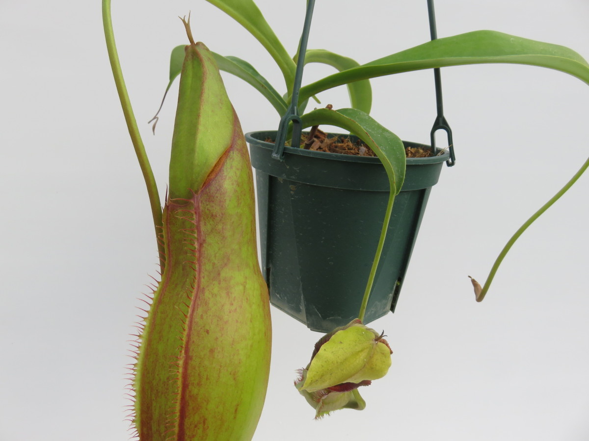 N.spathulata ×singalana　　BE-3490-1　オス　5号　【現品限り】ネペンテス　ウツボカズラ　食虫植物