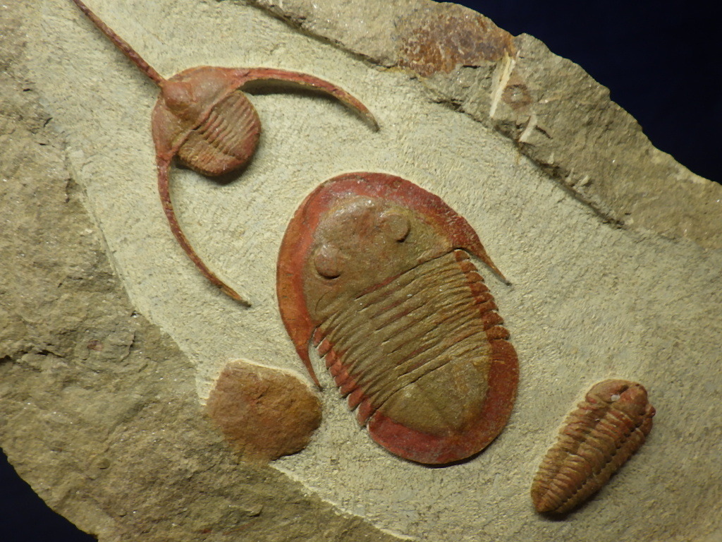 シサノペルティス 三葉虫 化石-