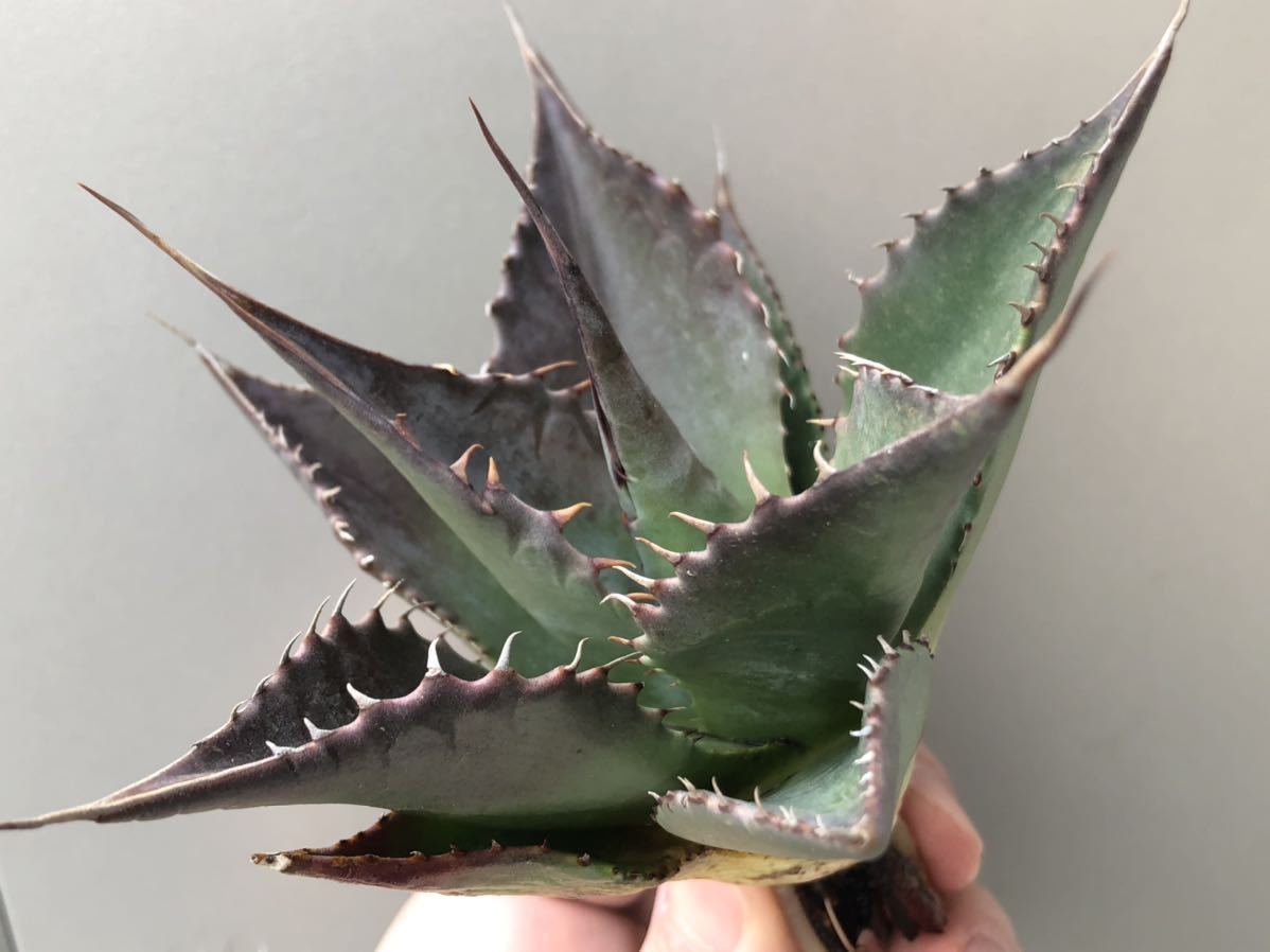 織り柄チェック アガベ 美株 強棘パラサナミートクロウ - 植物/観葉植物