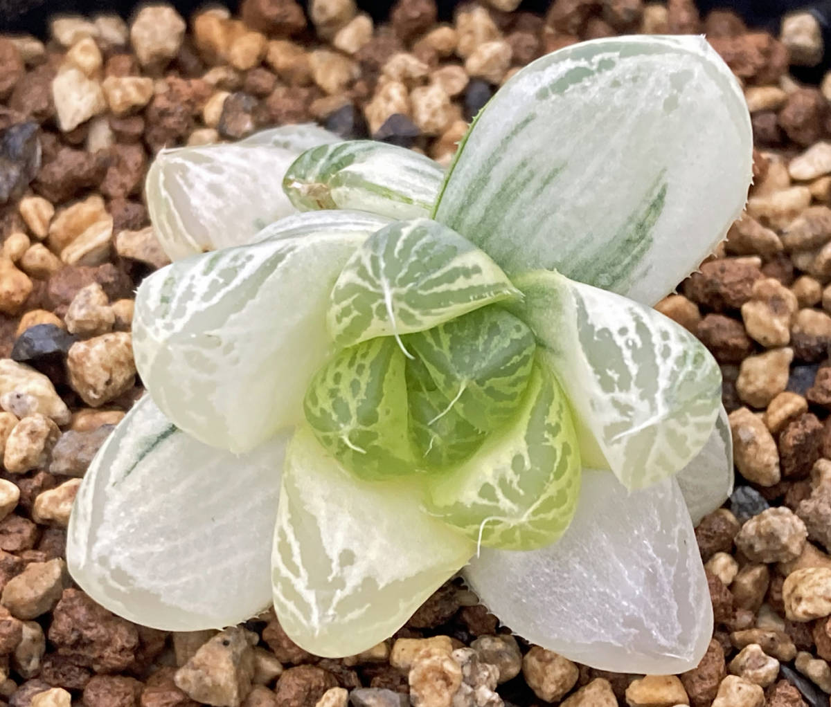 ◇多肉植物◇ハオルチア◇達磨葉オブツーサ錦◇白銀の露 派手斑 ◇多肉植物◇ハオルチア◇達磨葉オブツーサ錦◇白銀の露 派手斑