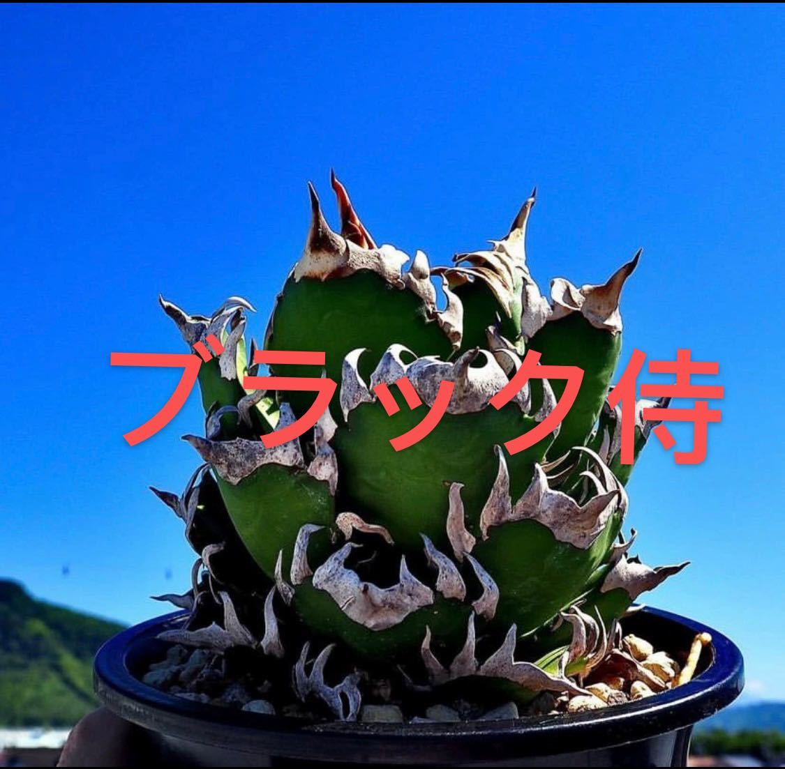 アガベ チタノタ レッドキャットウィーズル ゴリ猫 子株 www.gastech