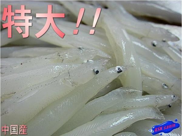 希少な 激安の 白魚IQF500g 本物のおいしさをご賞味下さい 国内外の人気