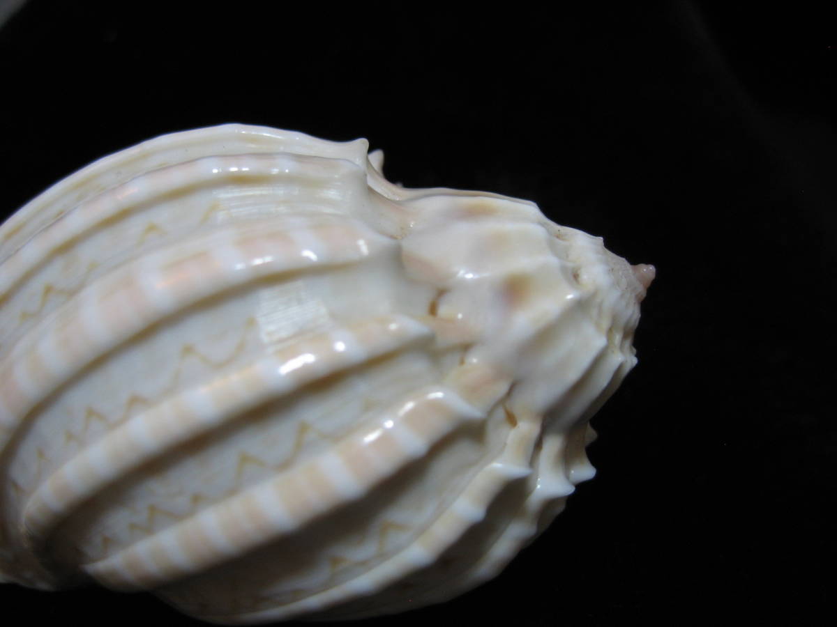 貝標本「ショッコウラ」白色 5