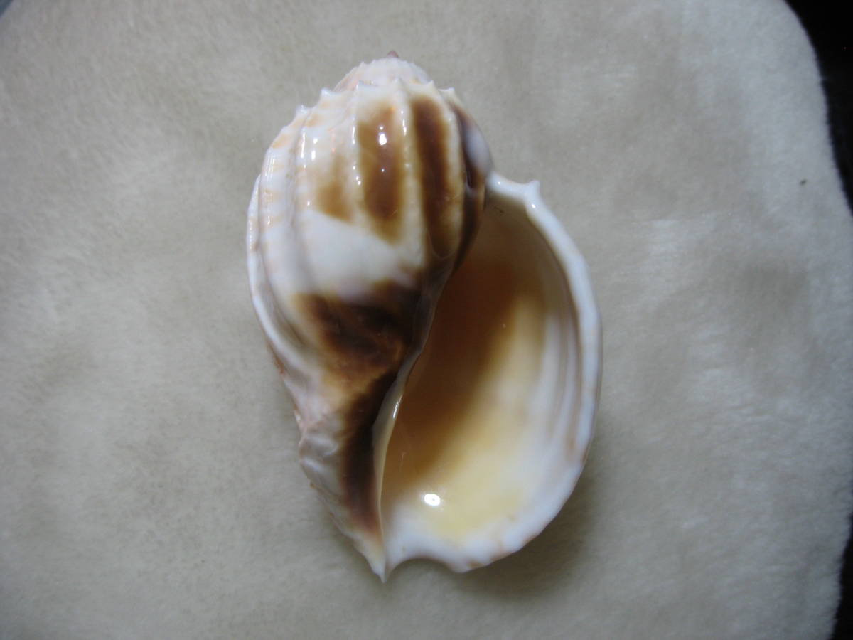 貝標本「ショッコウラ」白色 8