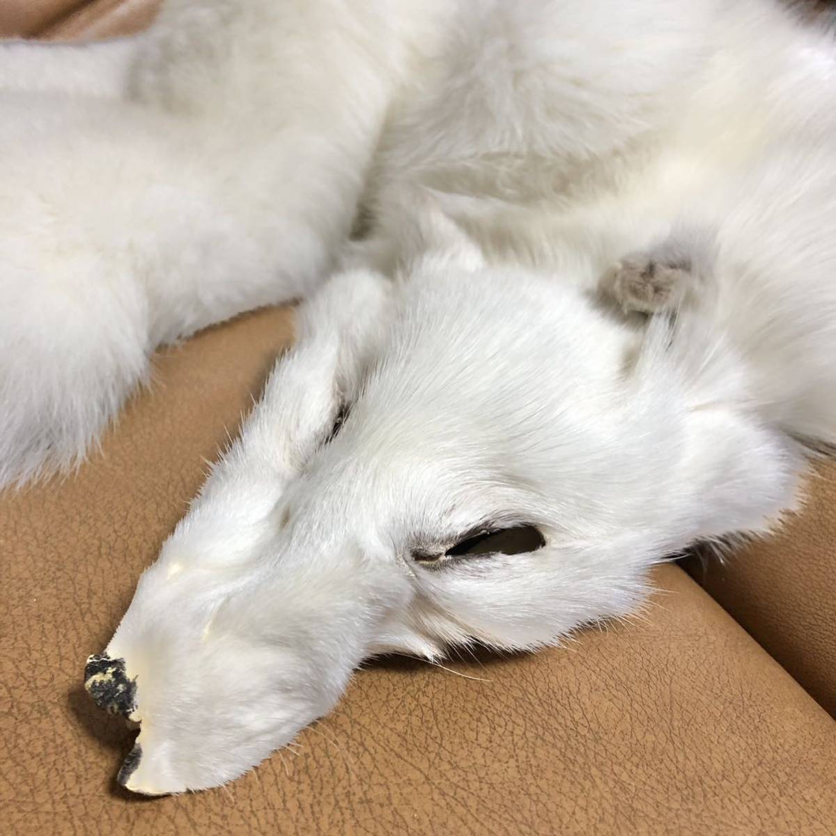 白狐 原皮 毛皮 ファー ホワイトフォックス インテリア 素材 リアル 
